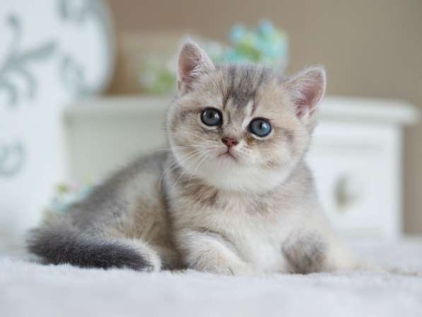 Британский котенок. Голубая золотистая девочка в Москве фото 4