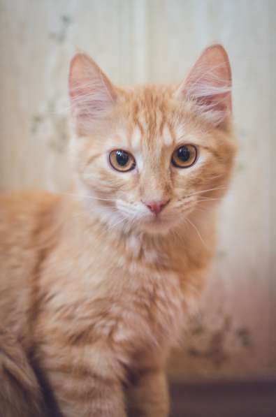 Предлагаются очаровательные рыжие котята в Санкт-Петербурге фото 3