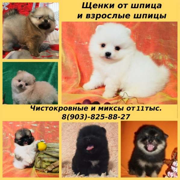 Чистокровные и миксы шпицы