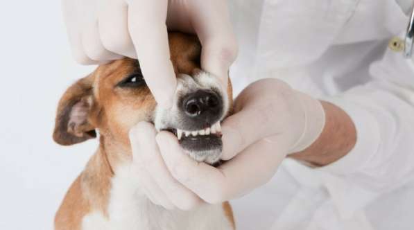 Чистка зубов животным
