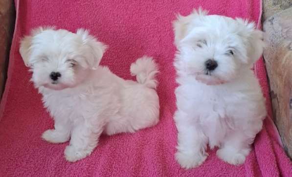 Мальтийская болонка в