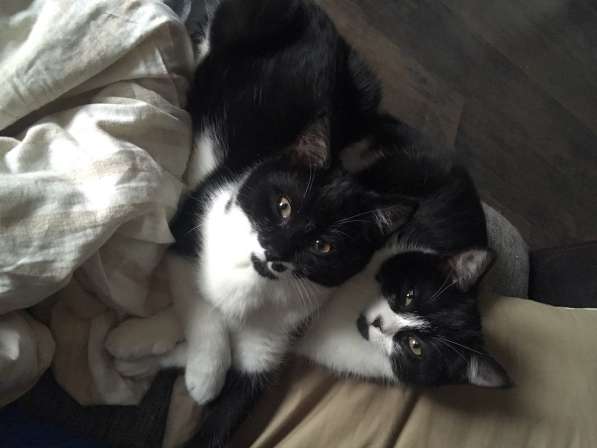 Отдам Бэтмена в добрые руки в Москве фото 6