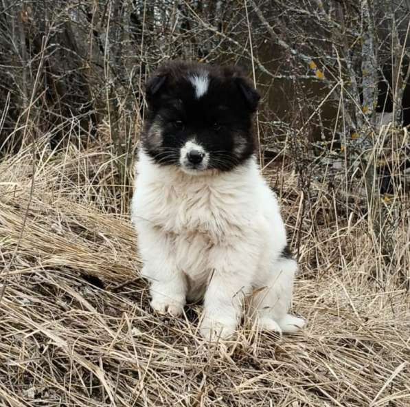 Маленькая Мотя ищет дом в Домодедове фото 6