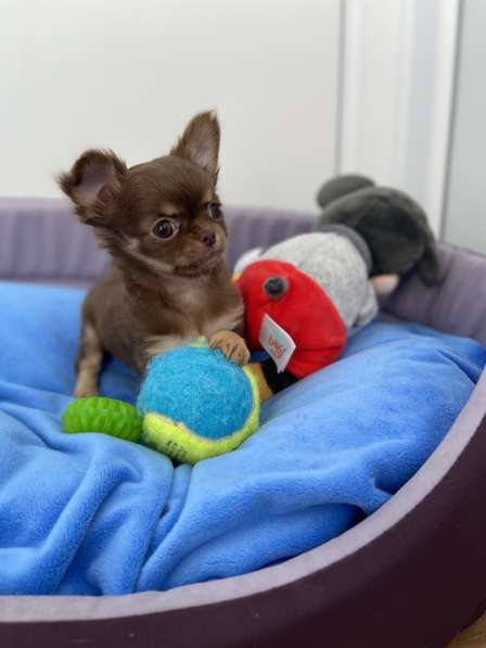 Мини малышка тип Кобби