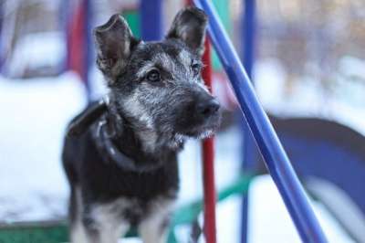 Отдам даром Малыш Перчик в поисках дома в Санкт-Петербурге фото 4