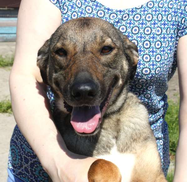 Ласковая, добрая, жизнерадостная, умненькая собака Стеша ище в Москве