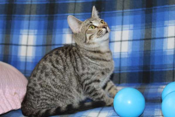 Котенок Рыся ищет дом в Москве фото 3