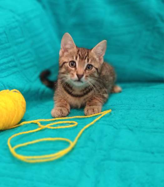 Маленькие красивые котята ищут дом в Санкт-Петербурге фото 13