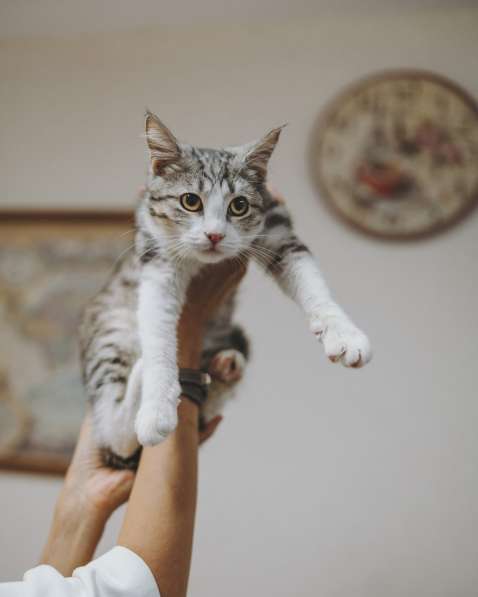 Котенок Матис ищет дом