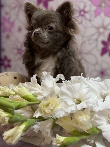 Щенок Чихуахуа