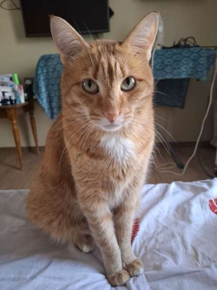 Отдам в добрые руки кота
