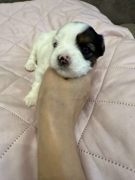 Йоркширский терьер цветной в Сургуте фото 12