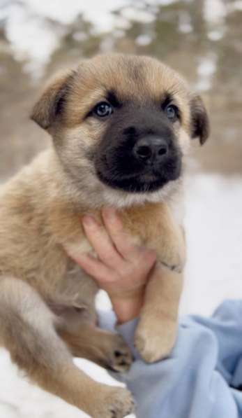 Собака в добрые руки