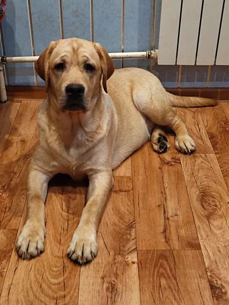 Продам щенка лабрадора, мальчик, 6 мес