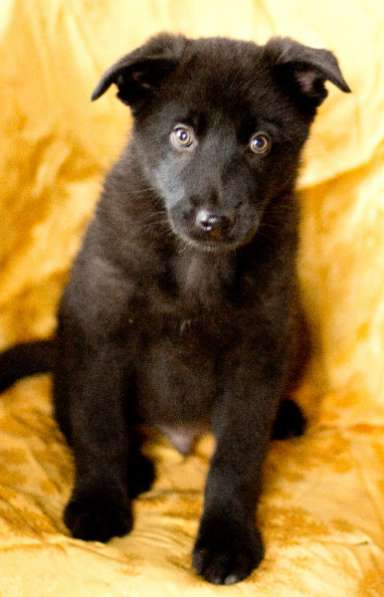 Щенок, мальчик 4 месяца в добрые руки в Санкт-Петербурге