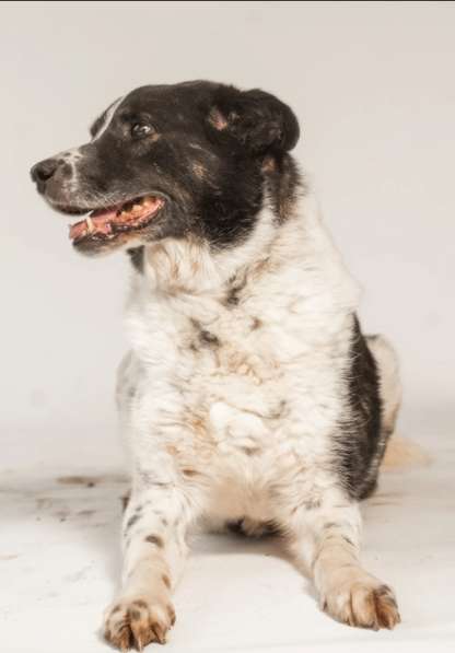 Веснушчатый пёс Микки в добрые руки в Москве