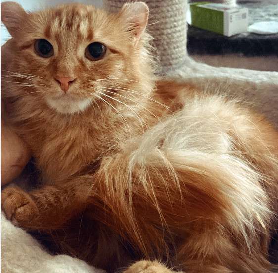 Пушистая рыжая вислоухая кошка Карелия в дар