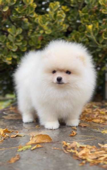 Померанский шпиц щенок в Москве фото 3