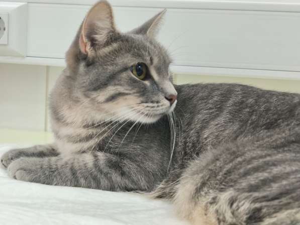 Серо-дымчатая косенькая кошка Кося в дар в Москве фото 6