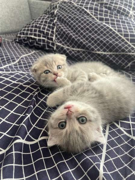Шотландские вислоухие котята