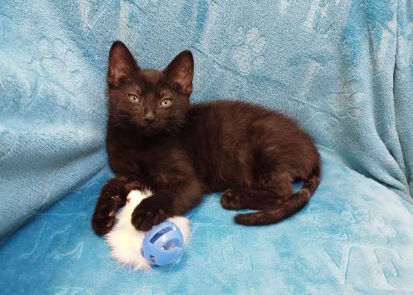 Черный игривый котёнок ищет дом