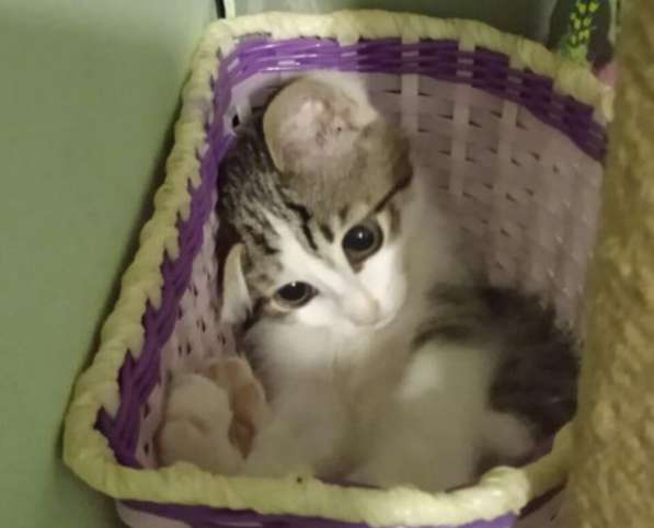 Котенок в добрые руки. Лео, добрейшая душа в Москве фото 6