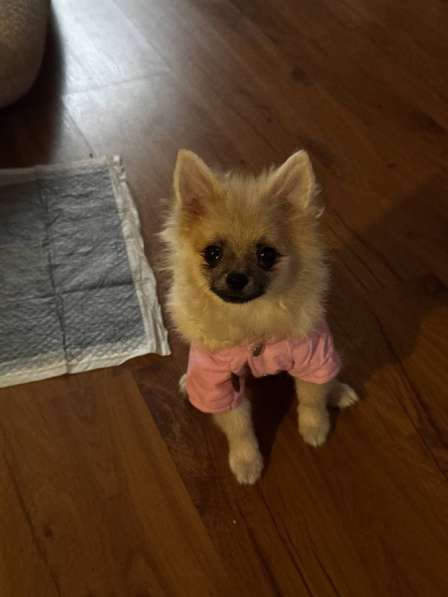 Шпиц в Сыктывкаре фото 3