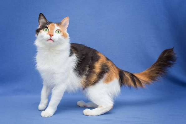 Пушистая трехцветная Ши в дар в Москве фото 4