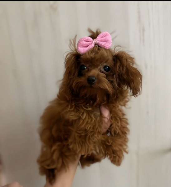 Теди пудель в Москве фото 3