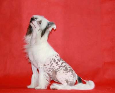 Щенки китайской хохлатой собаки. в Чите фото 4