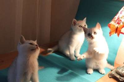 Британские котята, окраса - ns 11 в Санкт-Петербурге фото 5