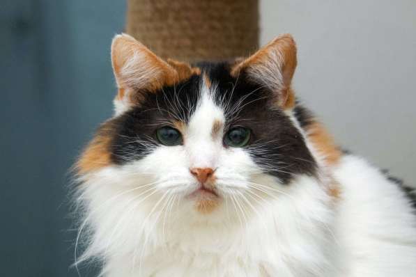 Трехцветная пушистая спокойная кошка-куколка Африка в дар в Москве