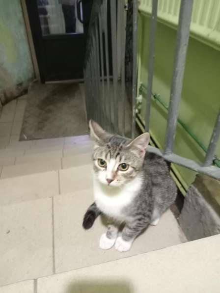 Милый котенок из парадной ищет дом в Санкт-Петербурге