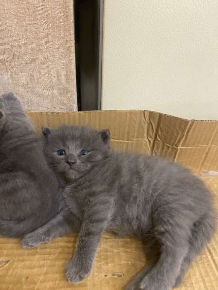 Котята. Бесплатно в Собинке фото 3
