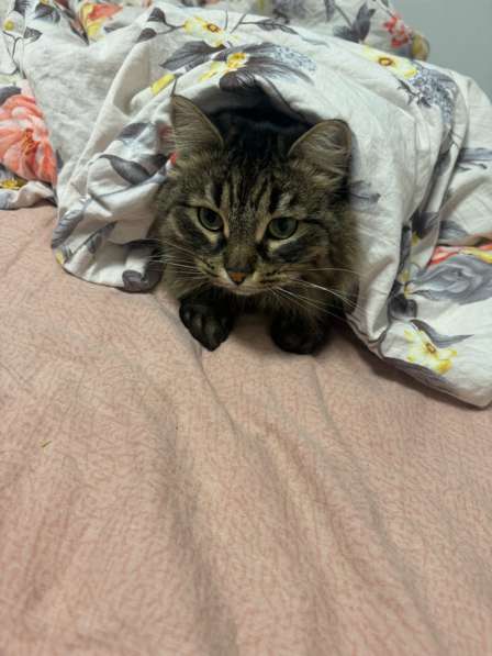 Кошка