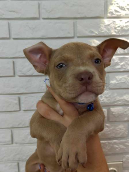 Шикарные Щенки American Bully в фото 16
