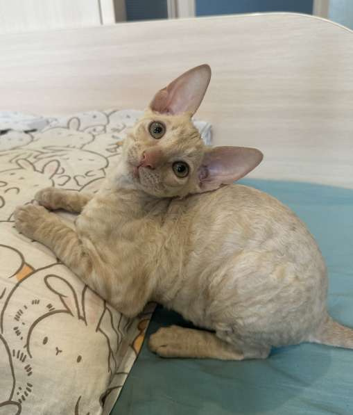 Корниш рекс в Москве фото 19