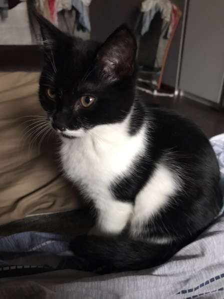 Отдам Бэтмена в добрые руки в Москве фото 7