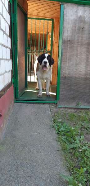 Щенки сенбернара в фото 41