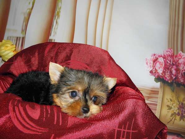 Мальчики йоркширского терьера в Москве фото 23