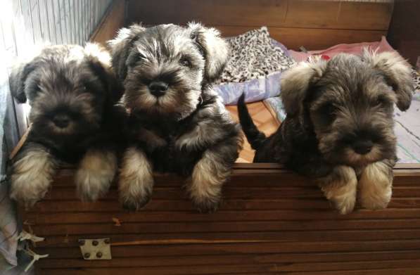 Щенки цвергшнауцера