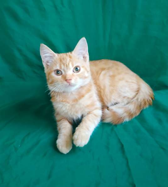 Шотландский прямоушка кошечка в Симферополе фото 7