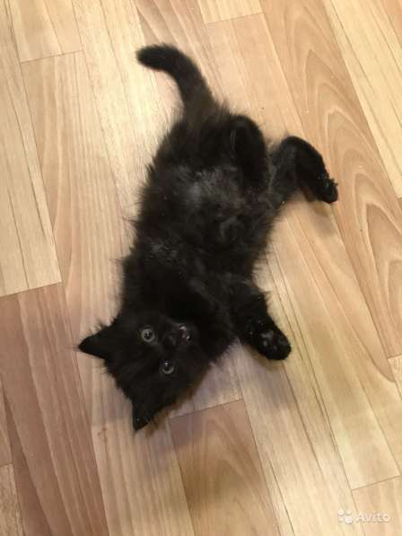 Черный сибирский в Санкт-Петербурге фото 3