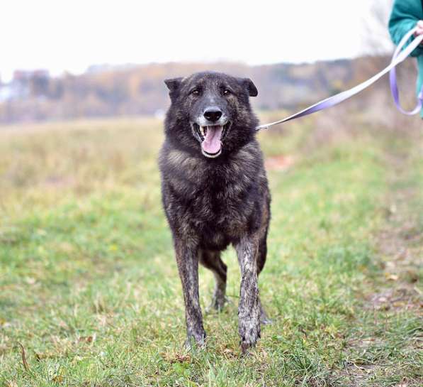 Тигровый пес Дружок ищет своего хозяина в Москве фото 3