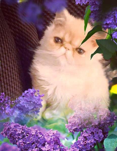 Котята персы экзоты в Нижнем Тагиле фото 7