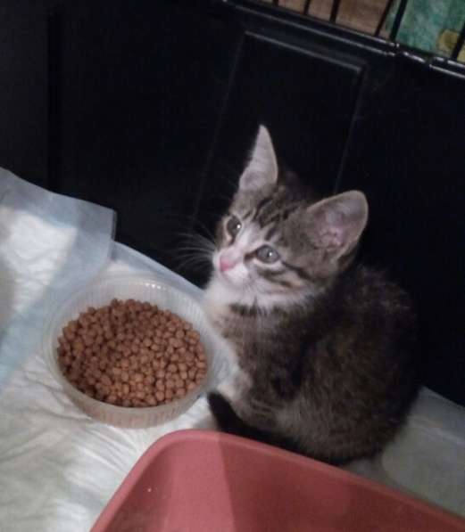 Две чудных девчушки ищут дом!!! в Дзержинском фото 4