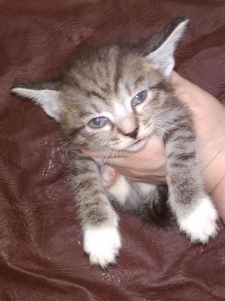 Элитная Бенгальские Снежный барс котятки в Санкт-Петербурге фото 40