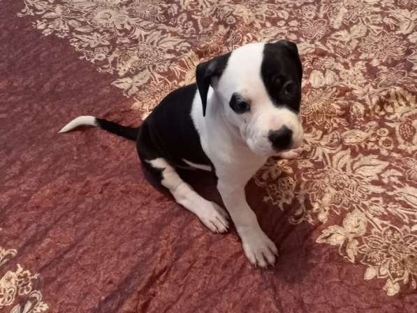 Продаю щенков амстаффа