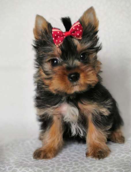 Щенки Йоркширского терьера в Москве фото 6