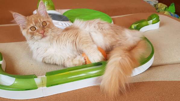 Продаётся красная на серебре кошечка мейн кун в Санкт-Петербурге фото 5